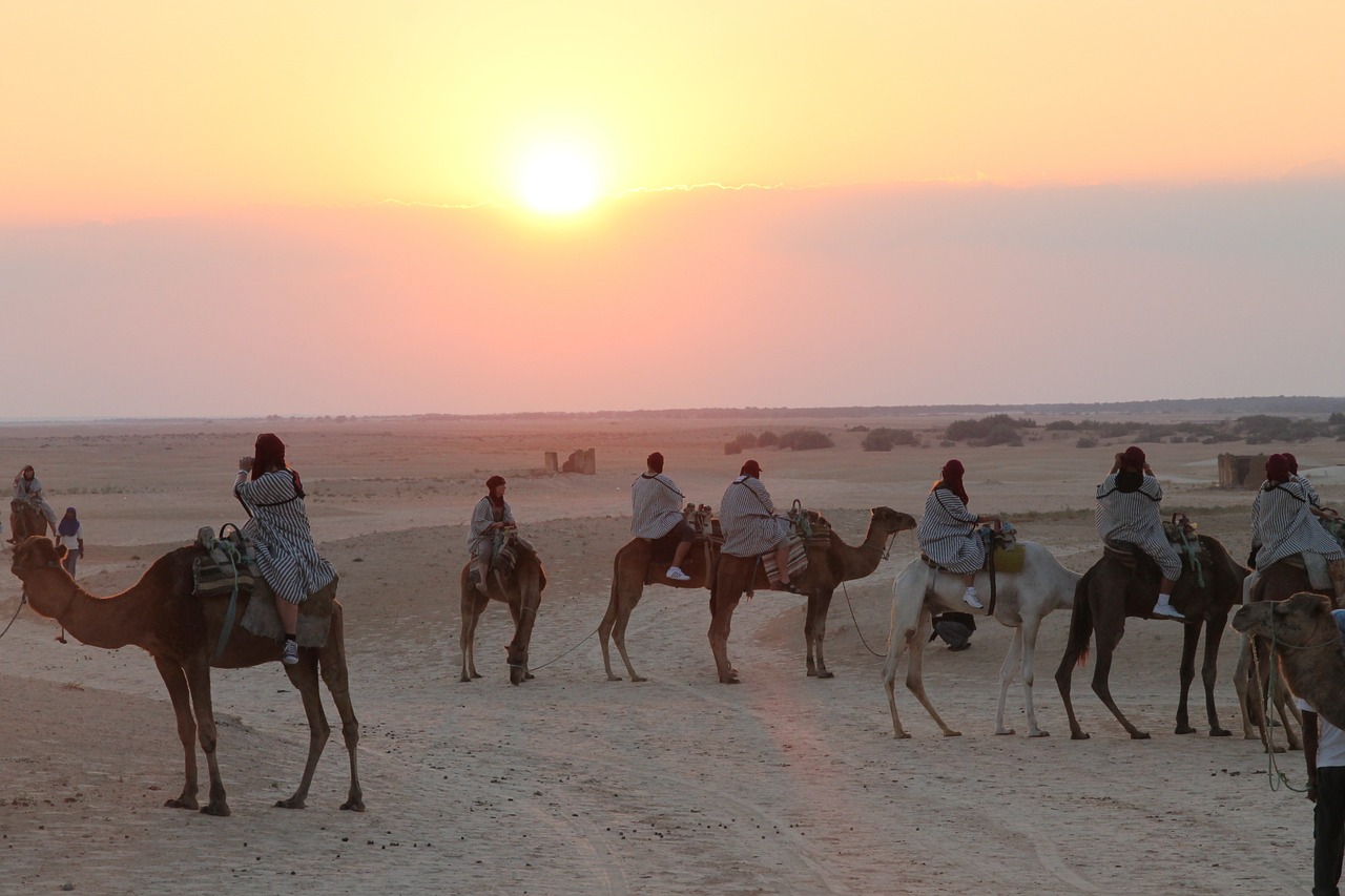 tunis camels sahara free photo