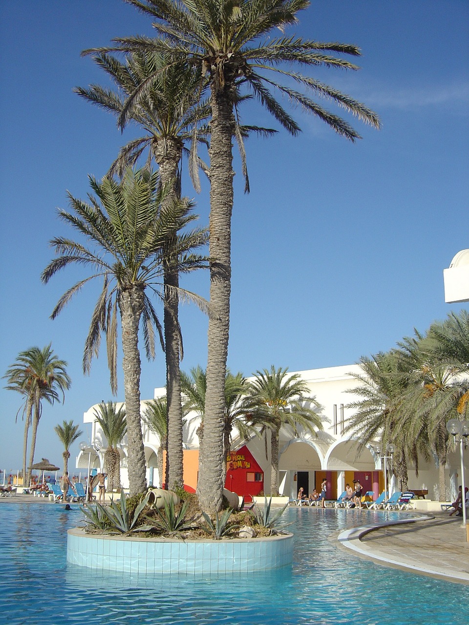 tunisia hotel palm free photo