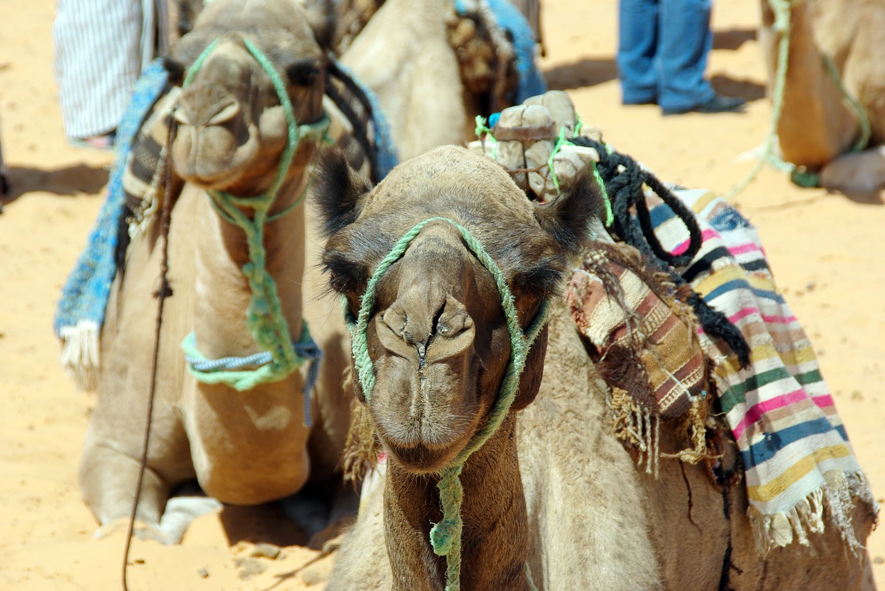 tunisia mehari dromedary camel free photo