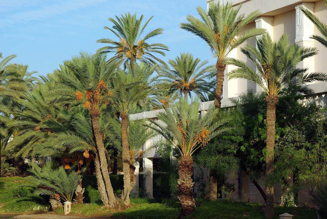 tunisia zarzis palm trees free photo