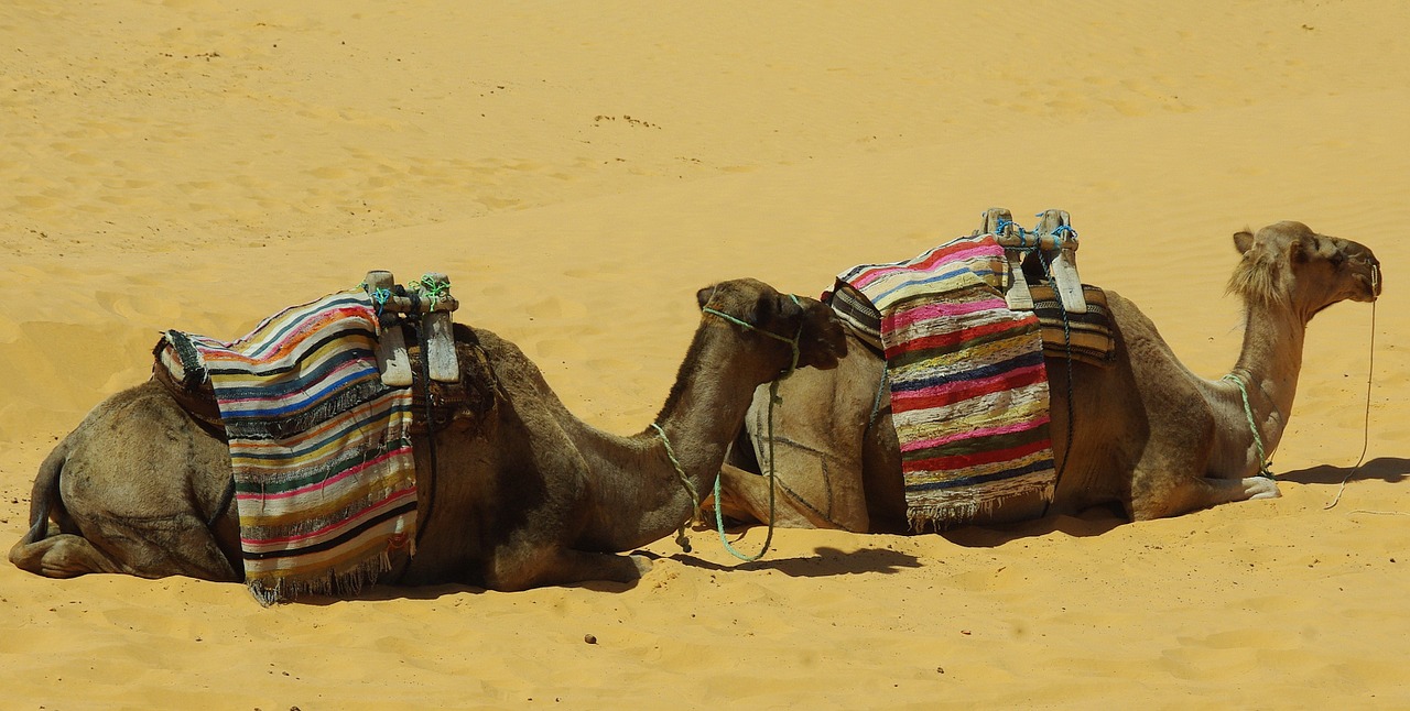 tunisia tataouine camels free photo