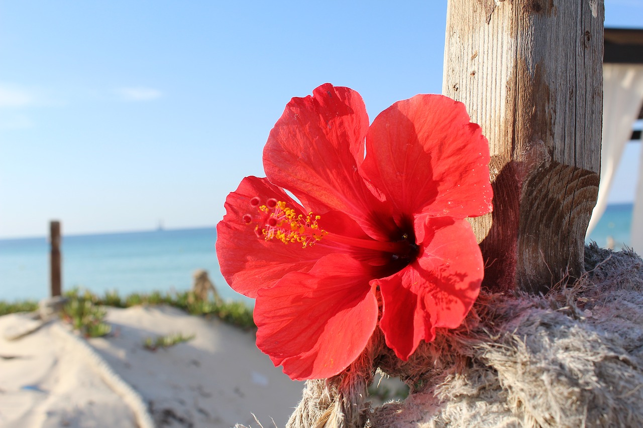 tunisia sea journey free photo