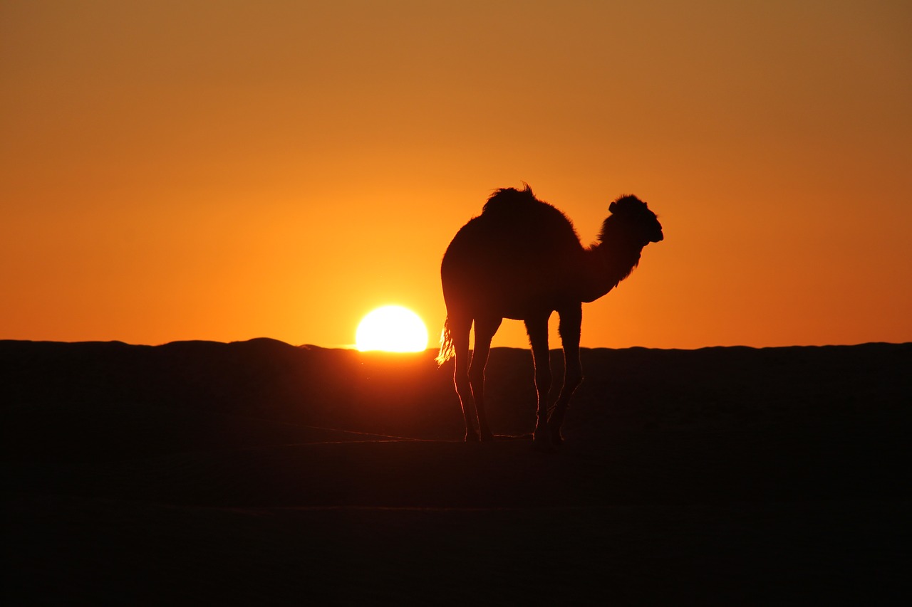 tunisia  desert  camel free photo