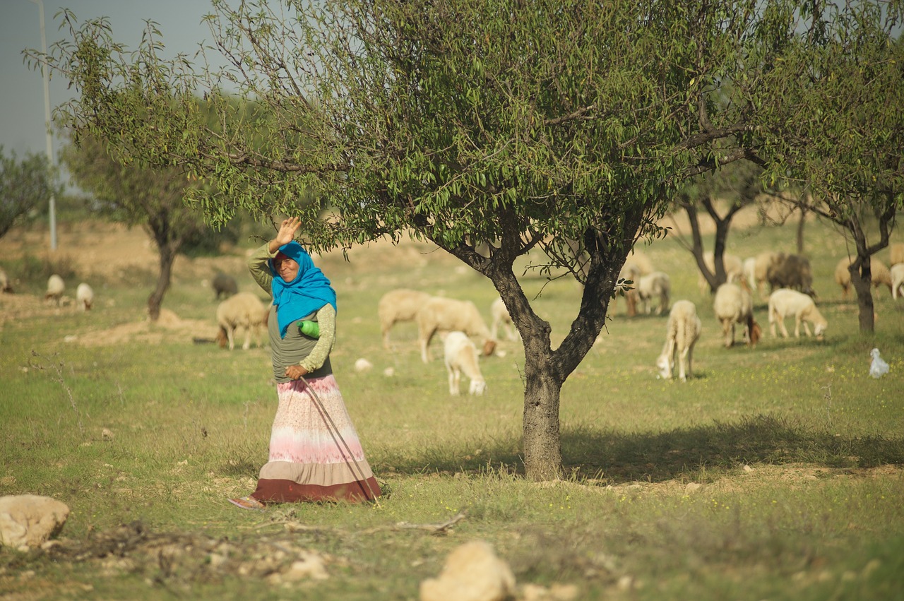 tunisia  pasture  sheep free photo