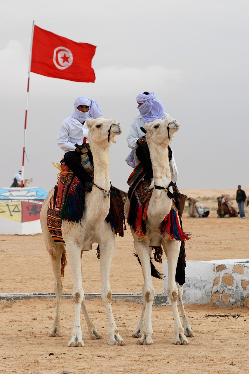tunisia camel animal free photo