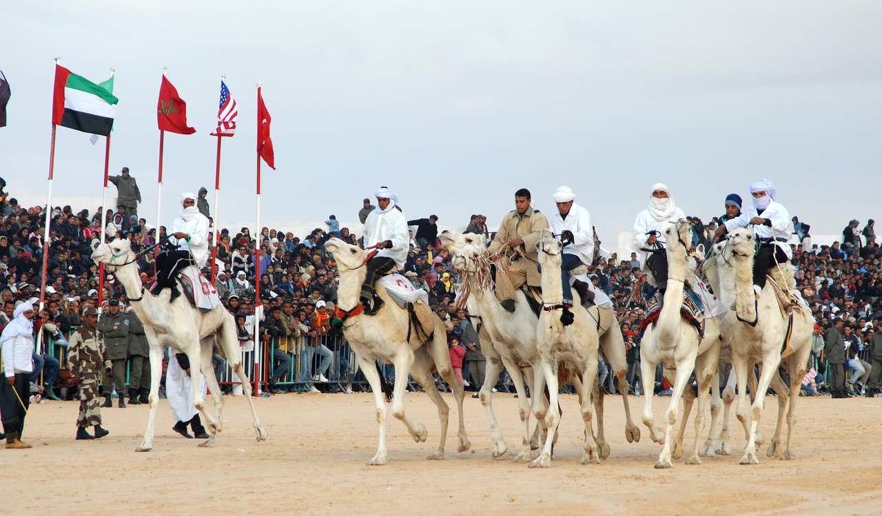 tunisia camel racing douz free photo