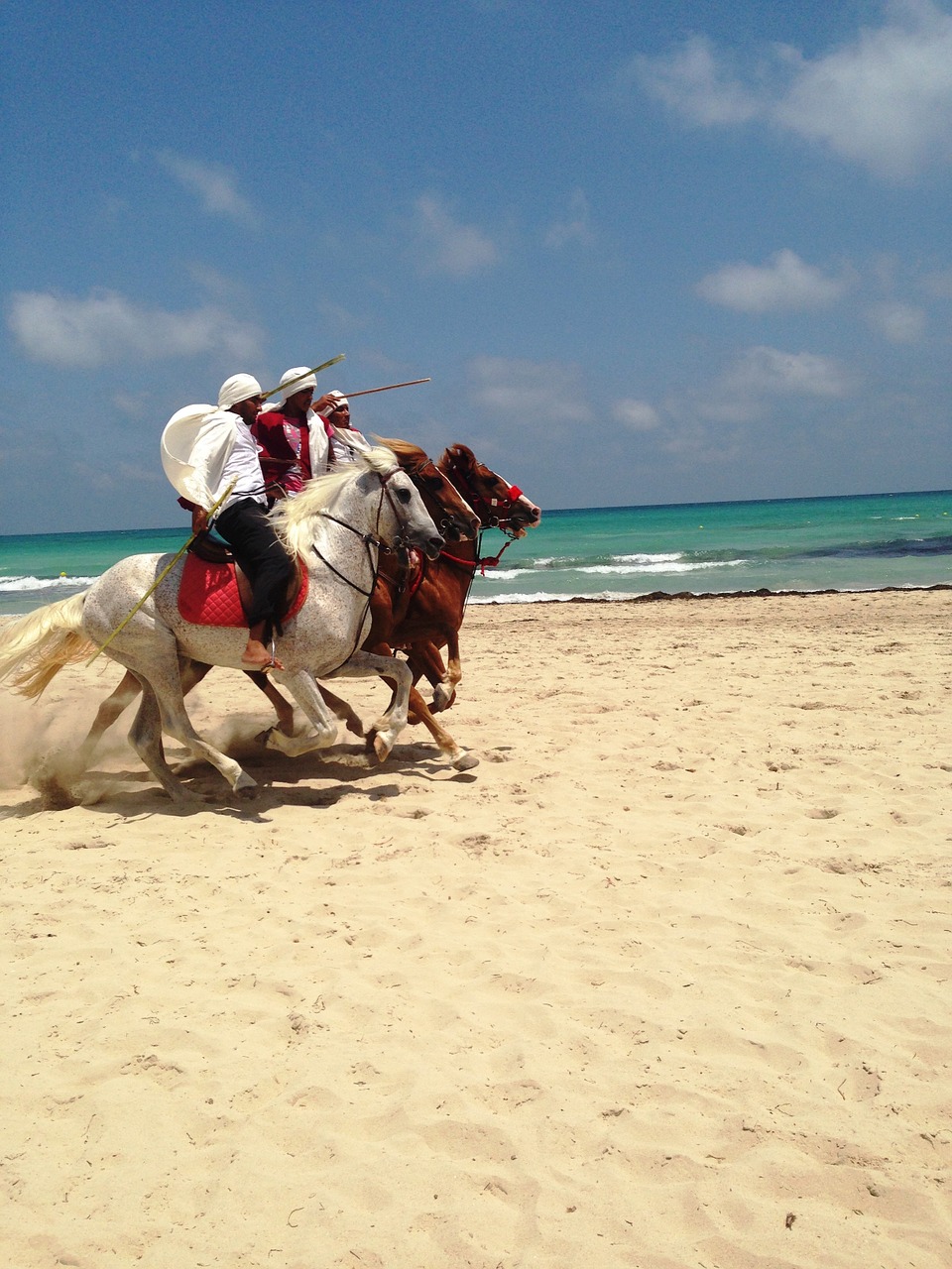 tunisia djerba horses free photo