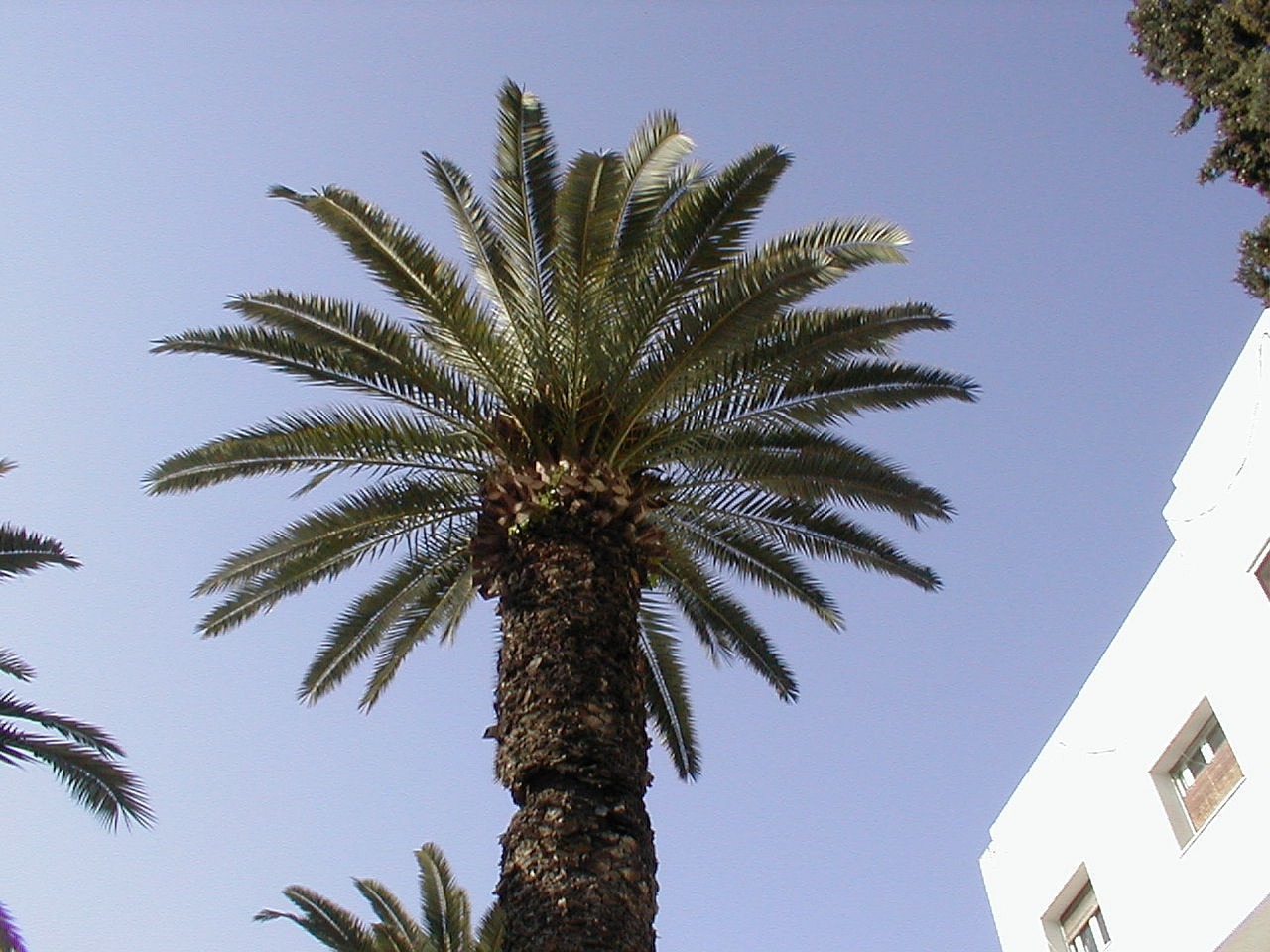 tunisia sidi bousaid palm free photo