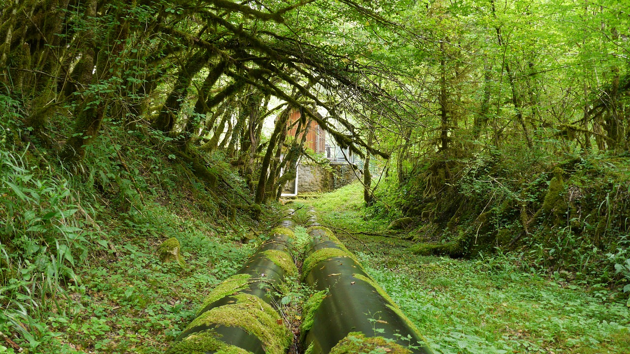 hose forest tunnel free photo