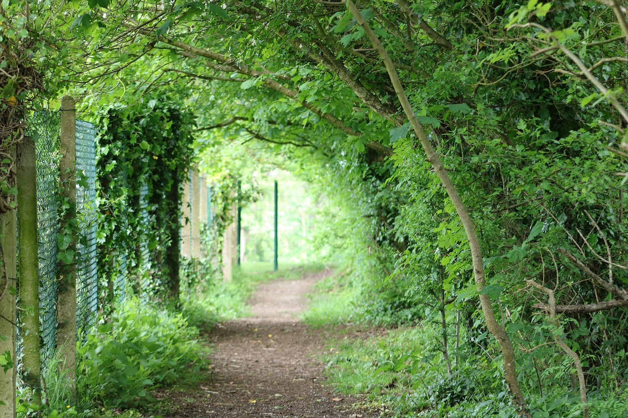 tunnel green foliage free photo