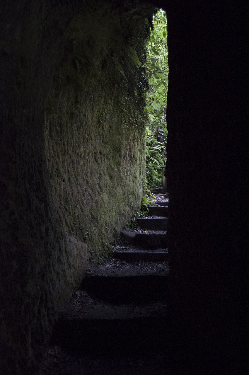 tunnel nature new zealand free photo