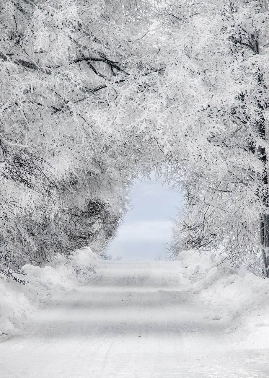 tunnel  wood  nature free photo