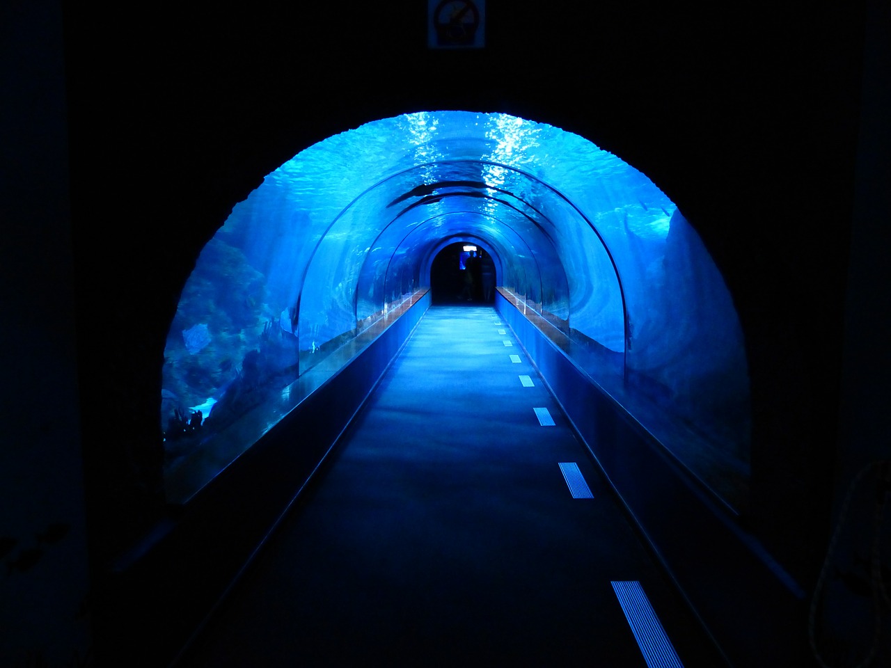 tunnel underwater aquarium free photo