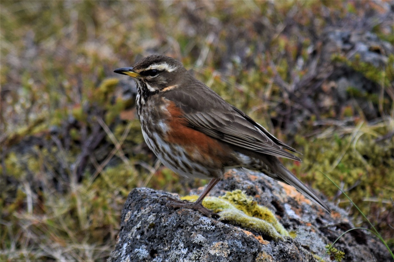 turdus iliacus thrush redwing free photo