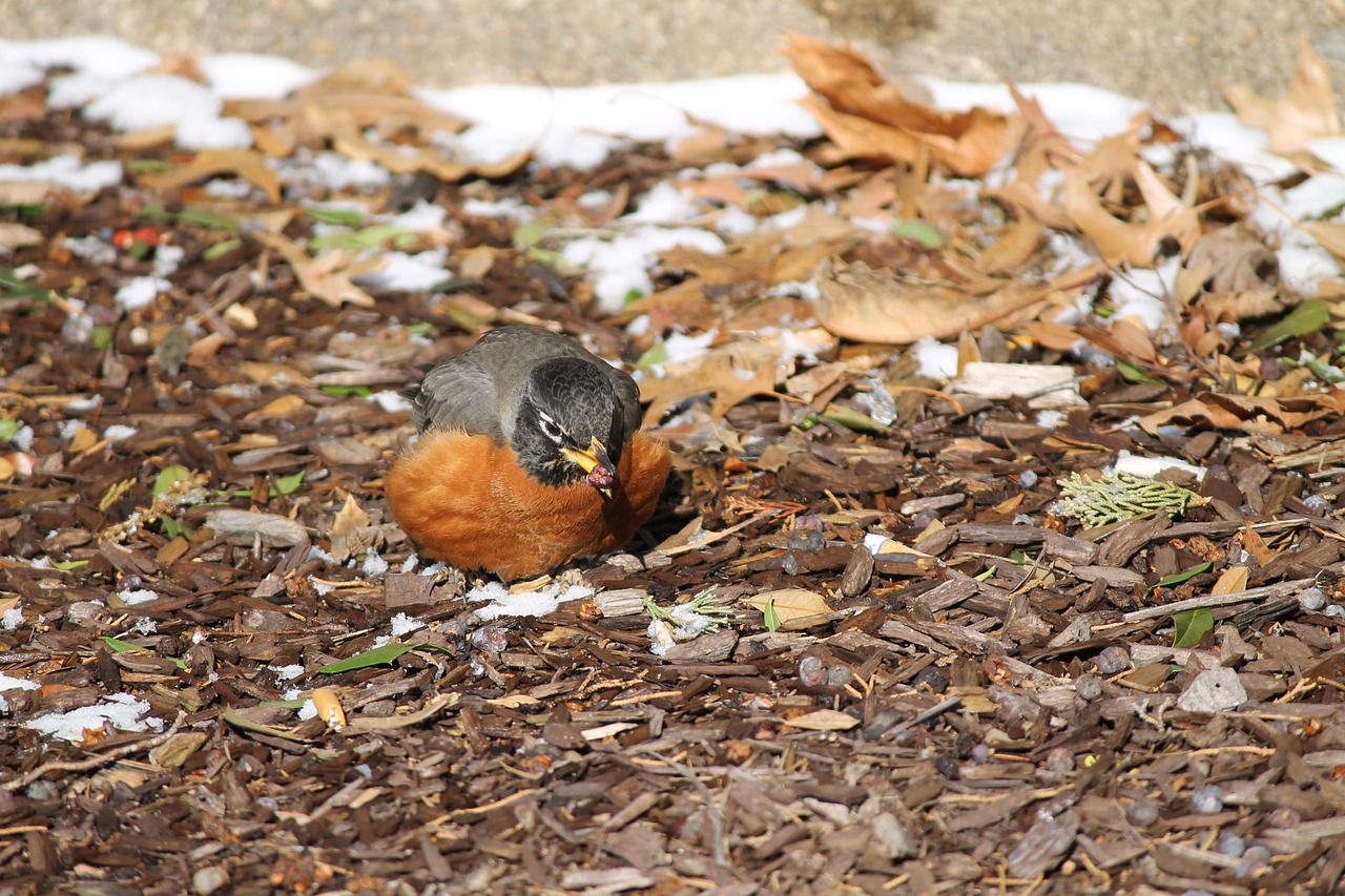 turdus migratorius american robin wildlife free photo