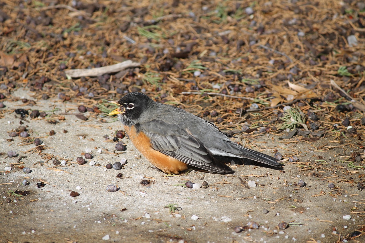 turdus migratorius american robin wildlife free photo