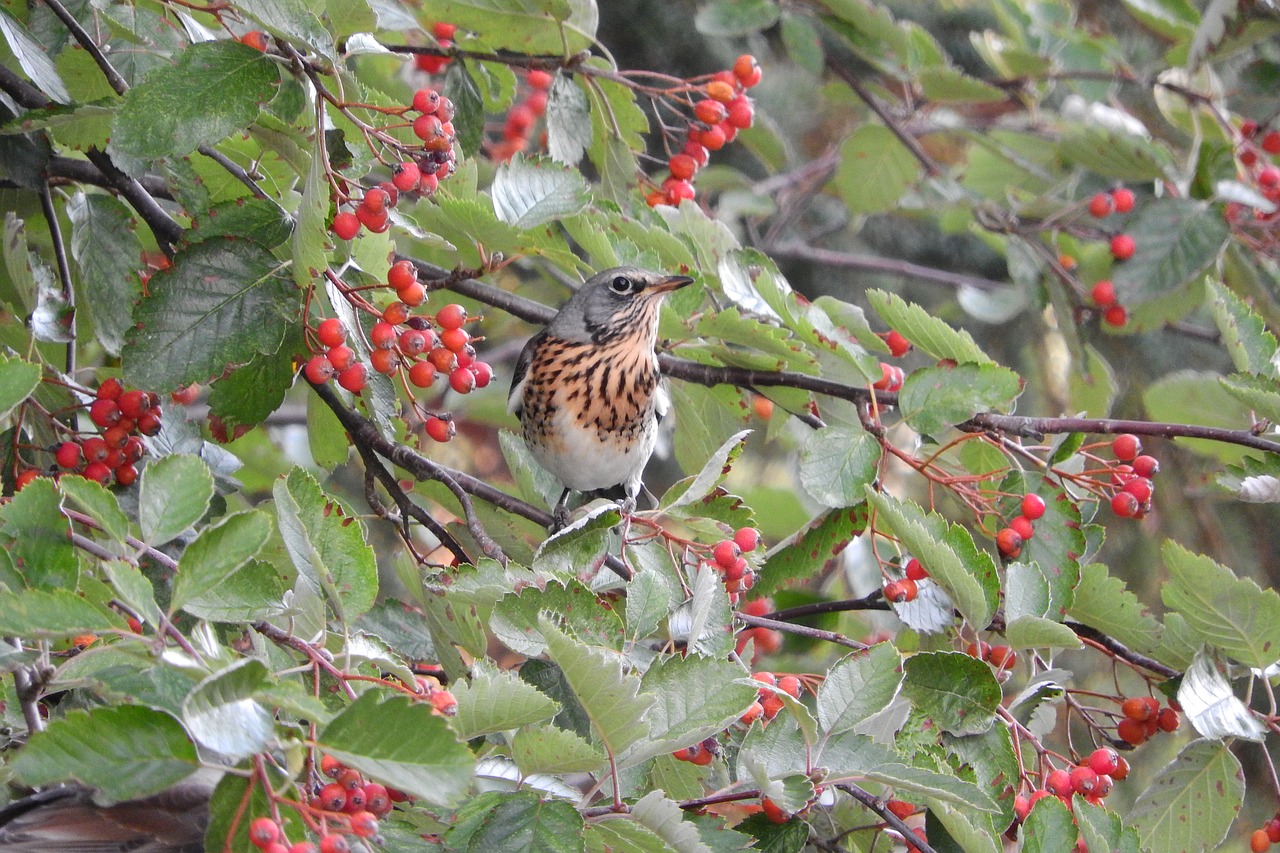 turdus pilaris thrush fieldfare free photo