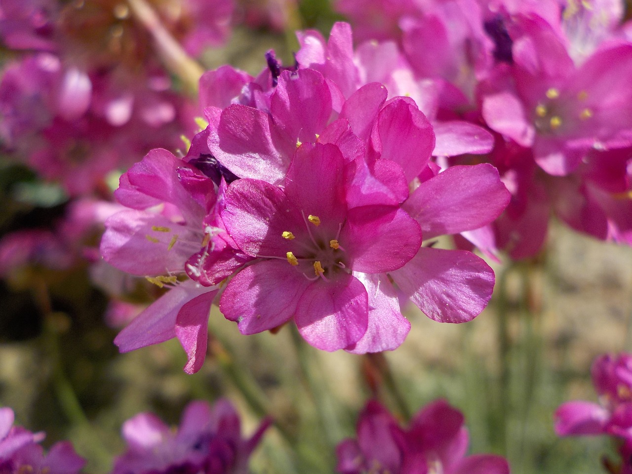 turf spain flower pink free photo