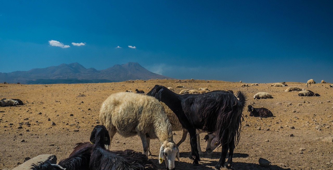 turkey goat cappadogia free photo