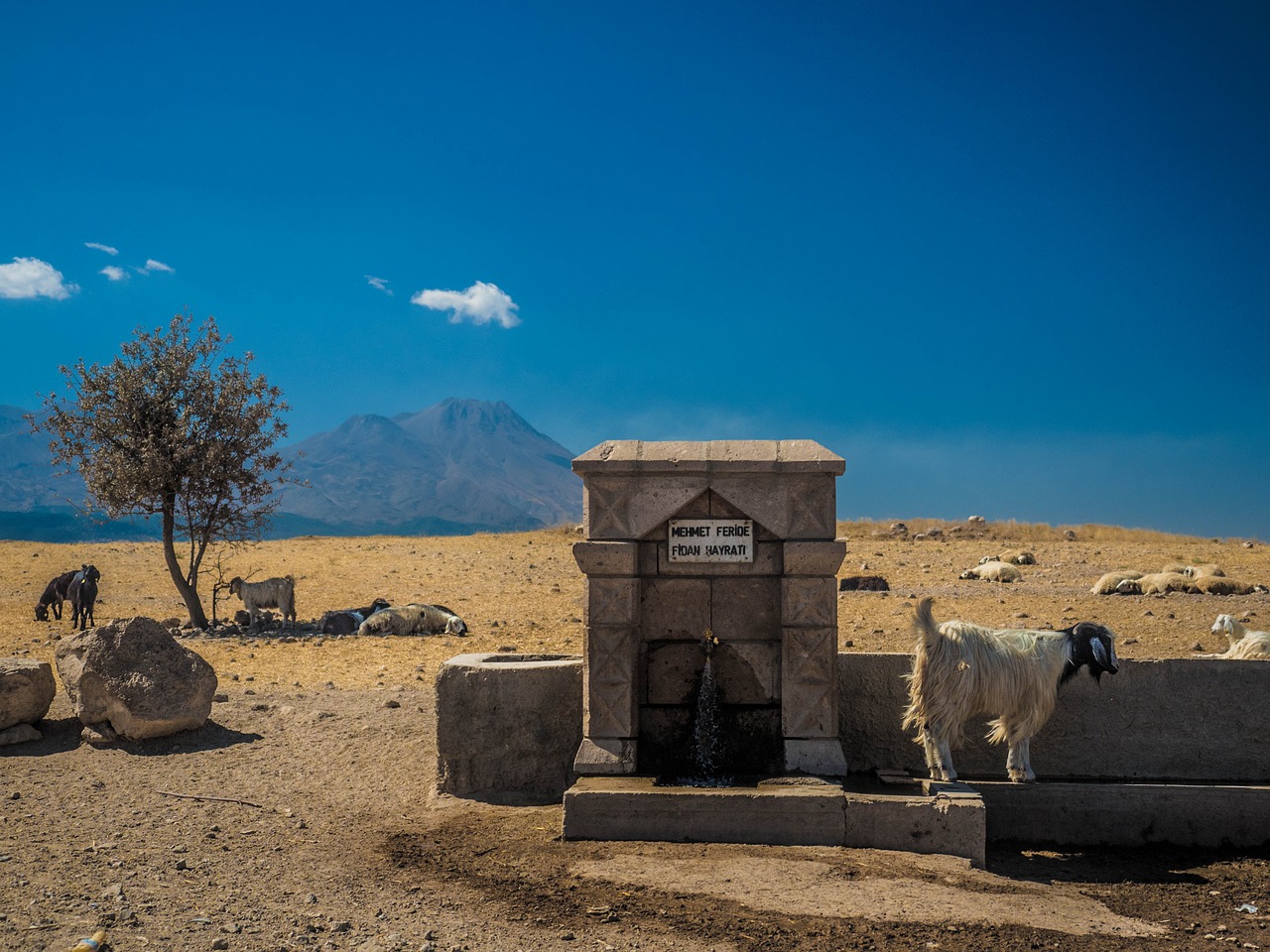 turkey cappadogia goat free photo