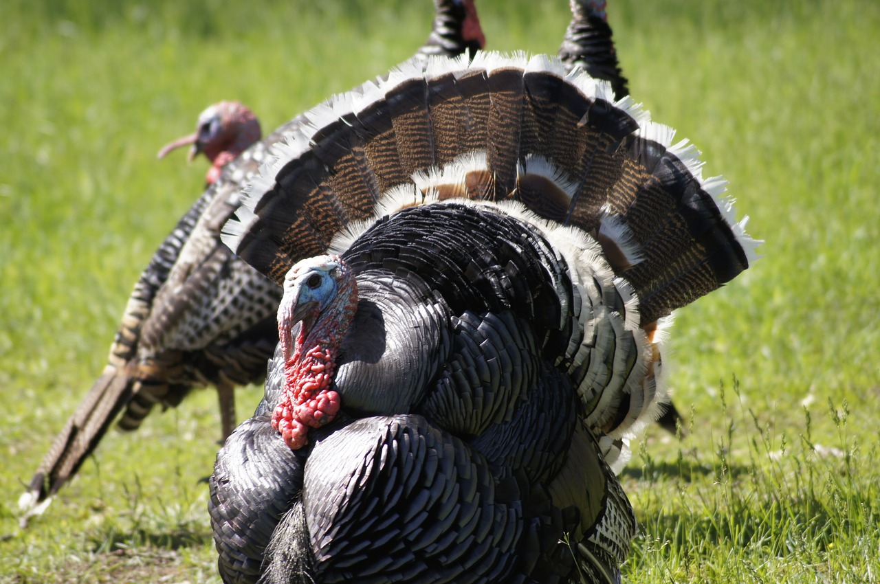 turkey thanksgiving bird free photo