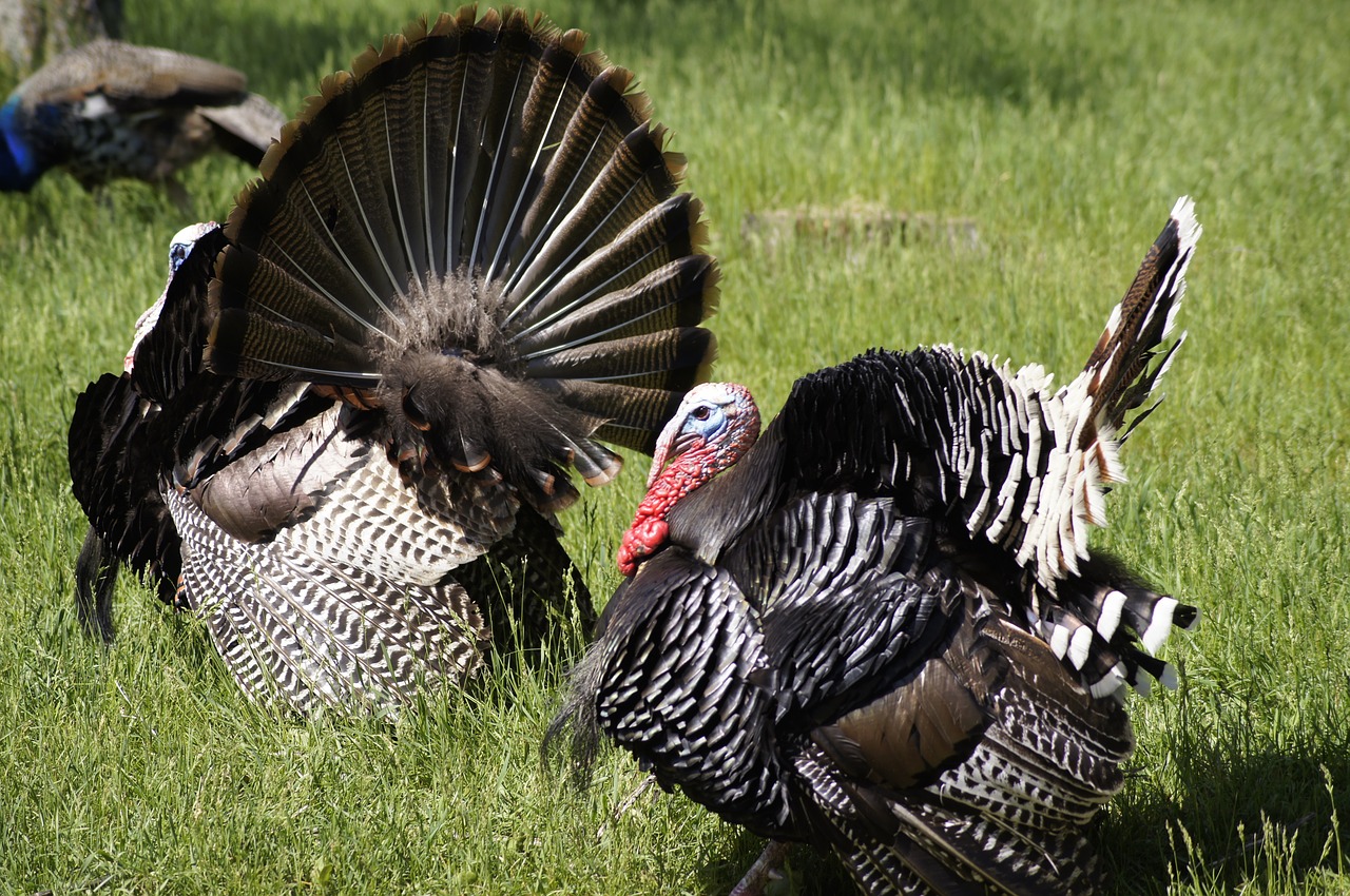 turkey thanksgiving bird free photo