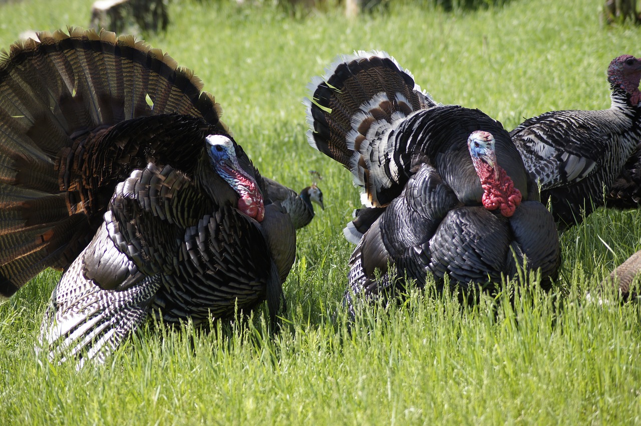 turkey thanksgiving bird free photo