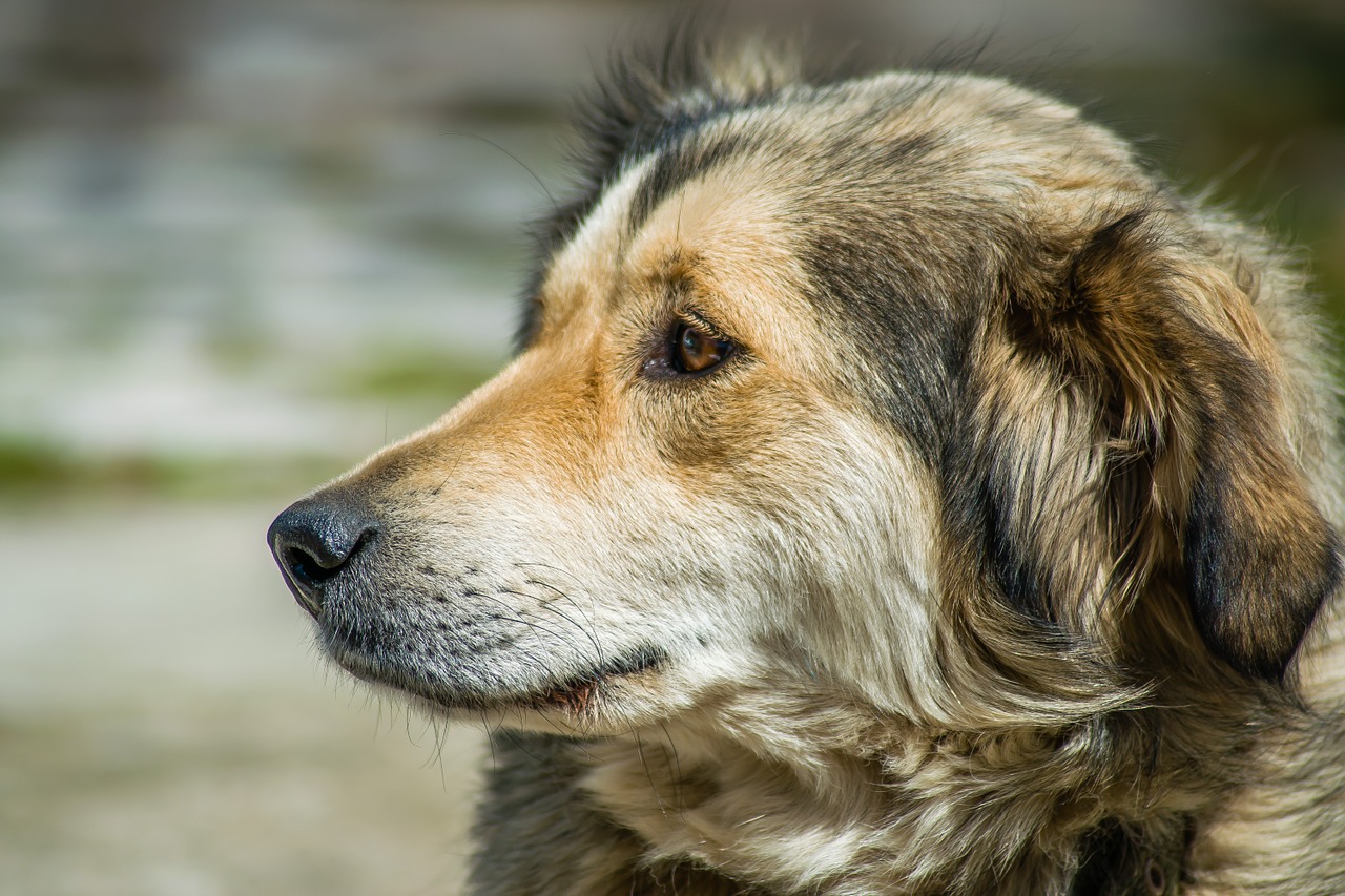 turkey portrait dog free photo