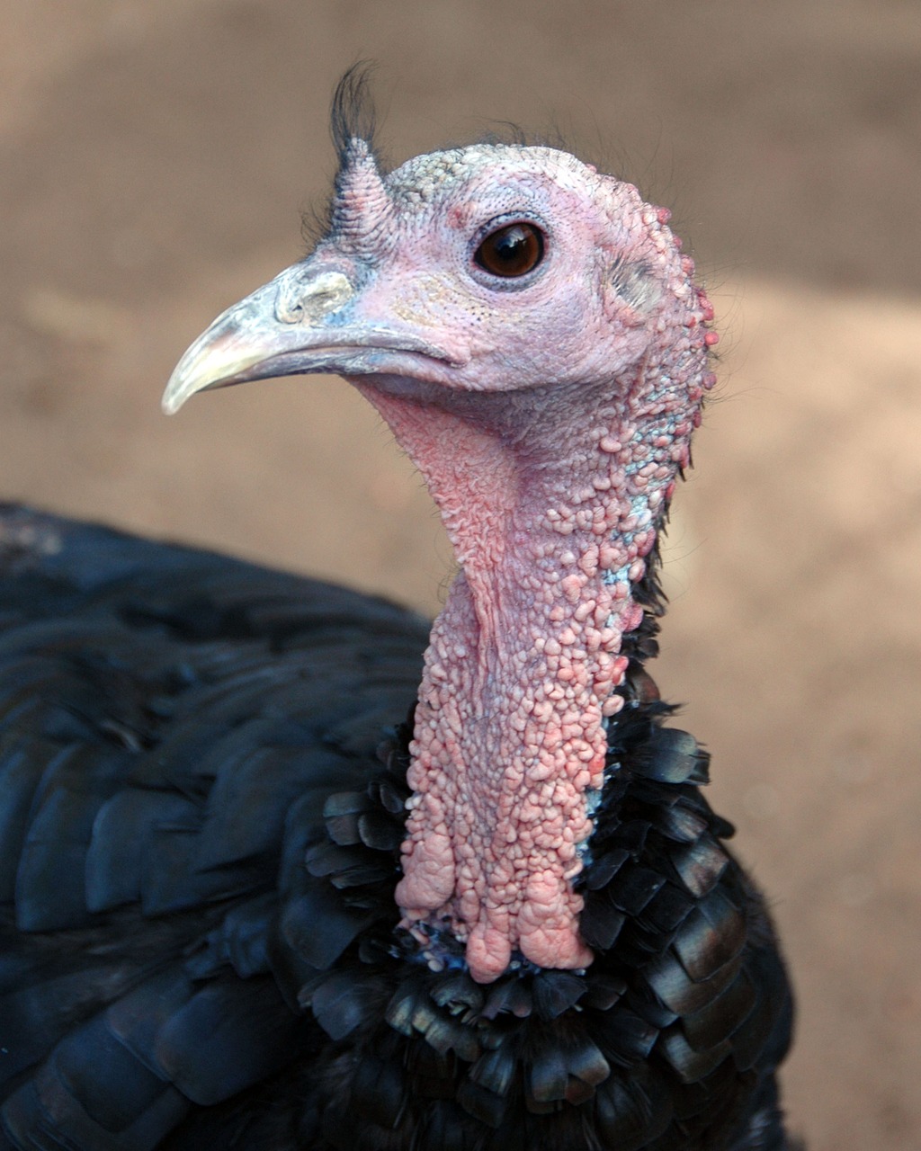 turkey bird thanksgiving free photo
