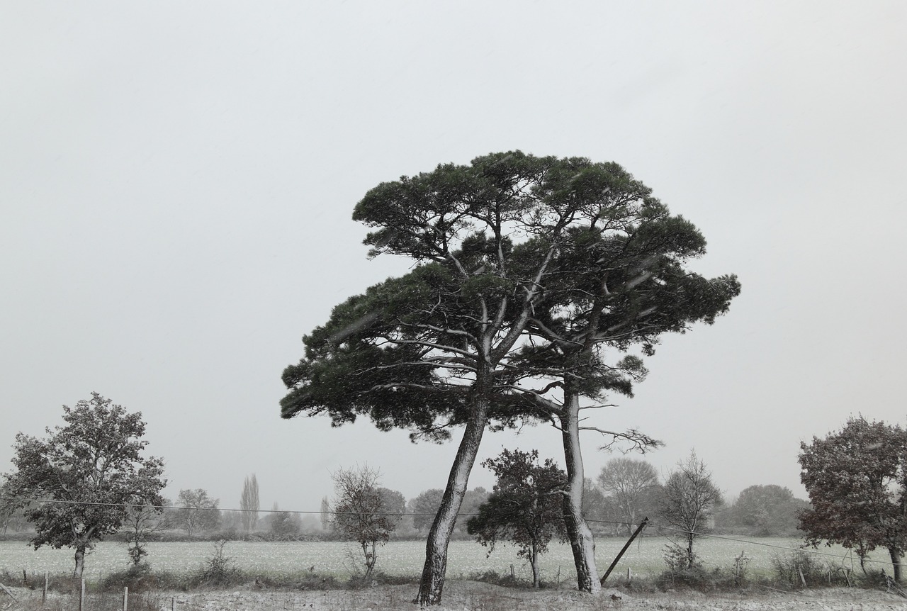 turkey snow trees free photo