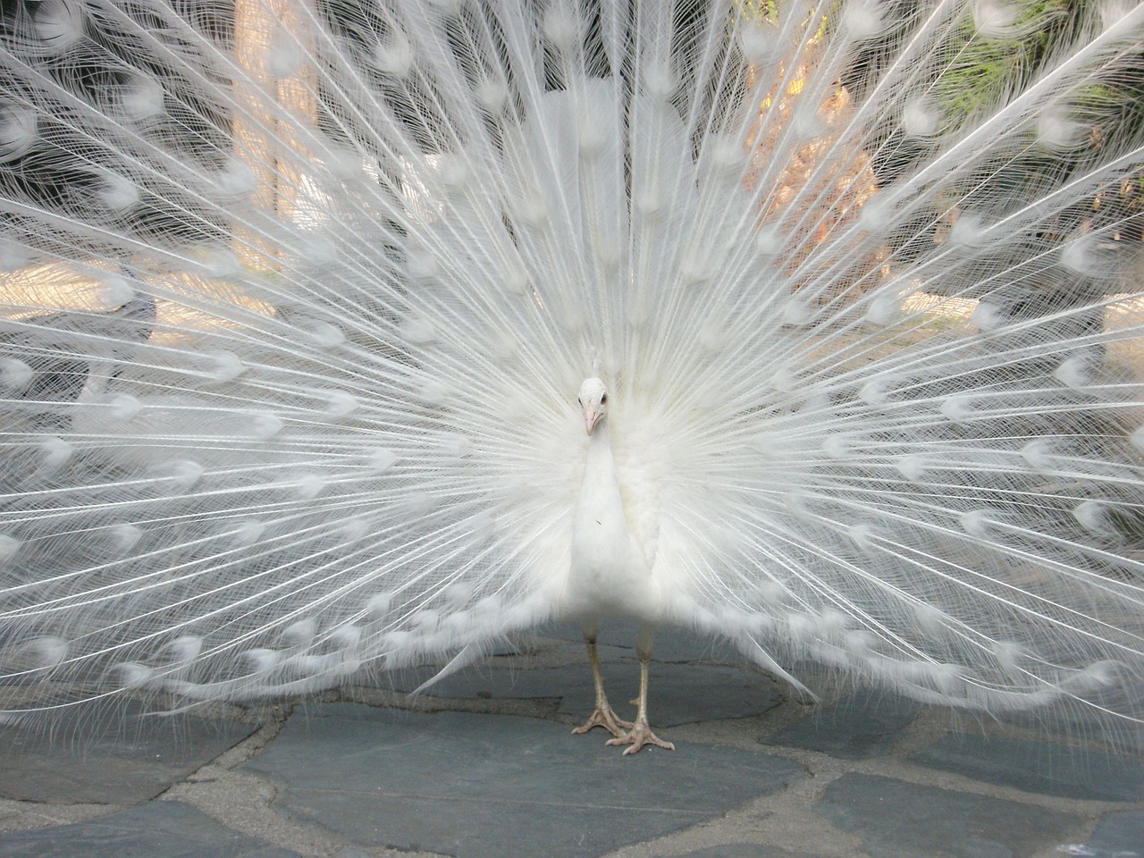 turkey royal ave free photo