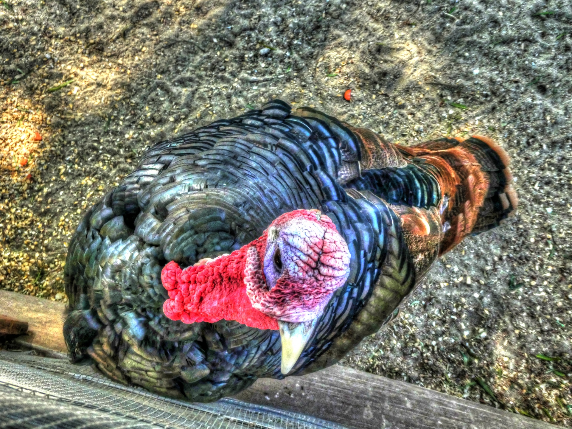 turkey turkeys thanksgiving free photo