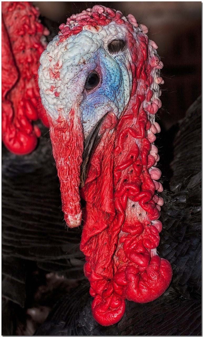 turkey red ave free photo