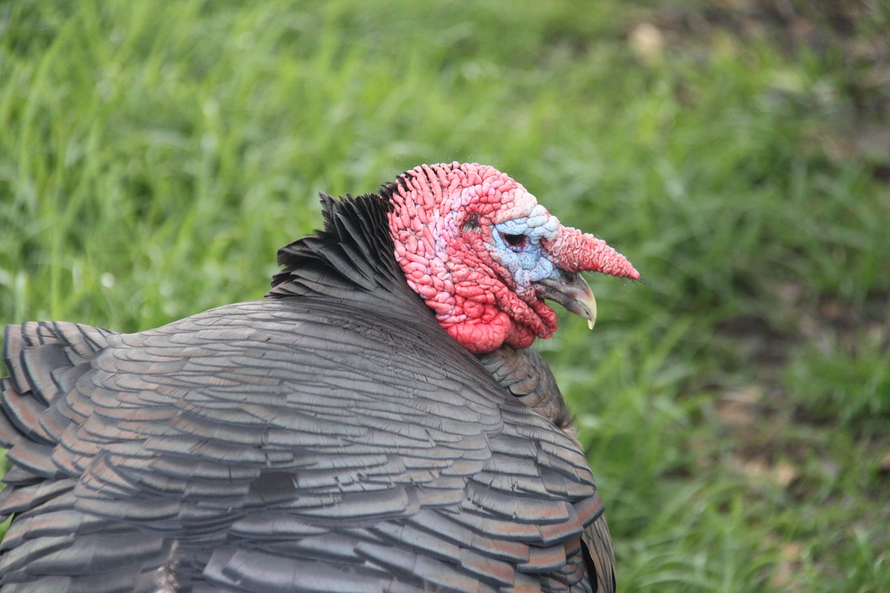 turkey bird farm free photo