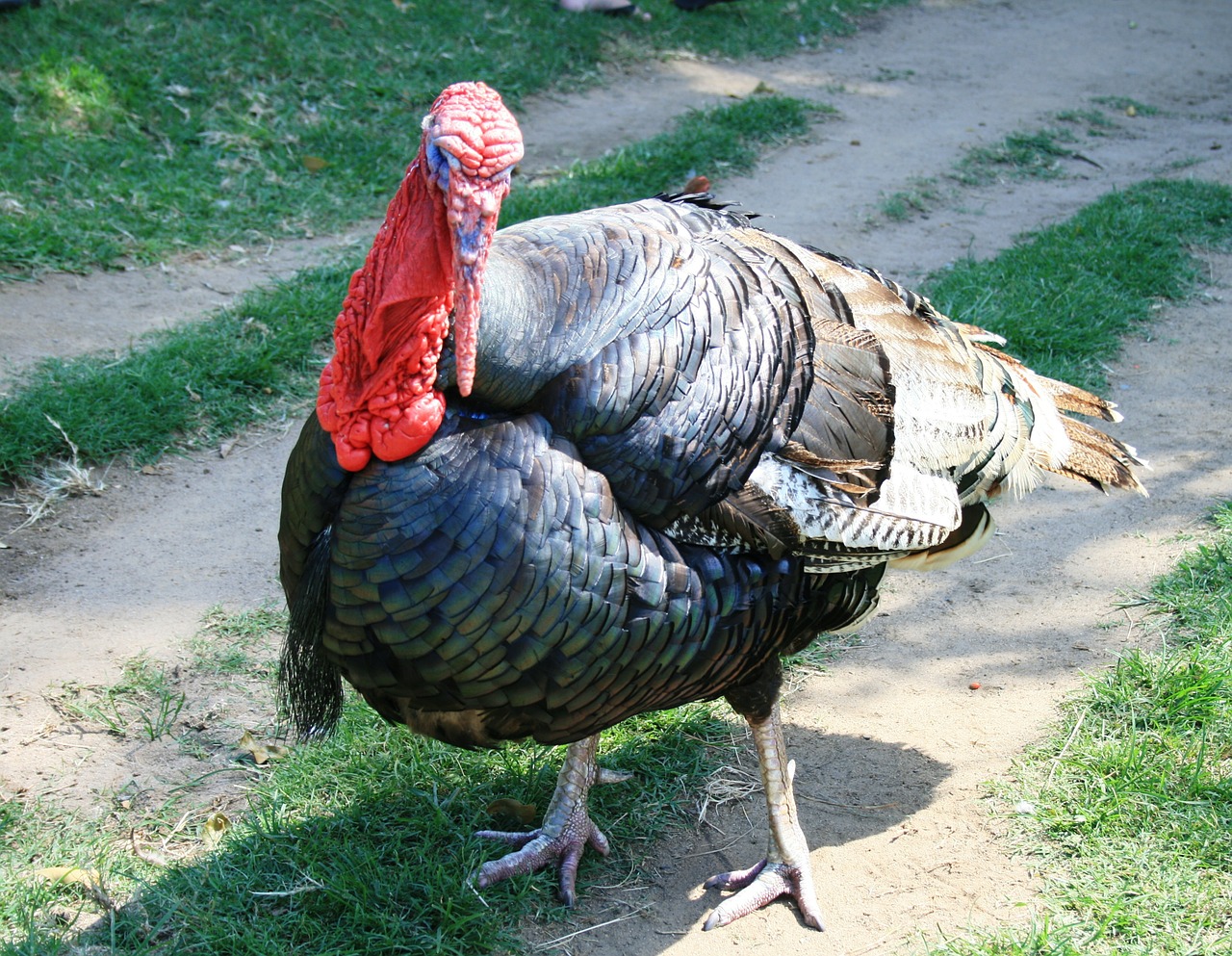 turkey fowl poultry free photo