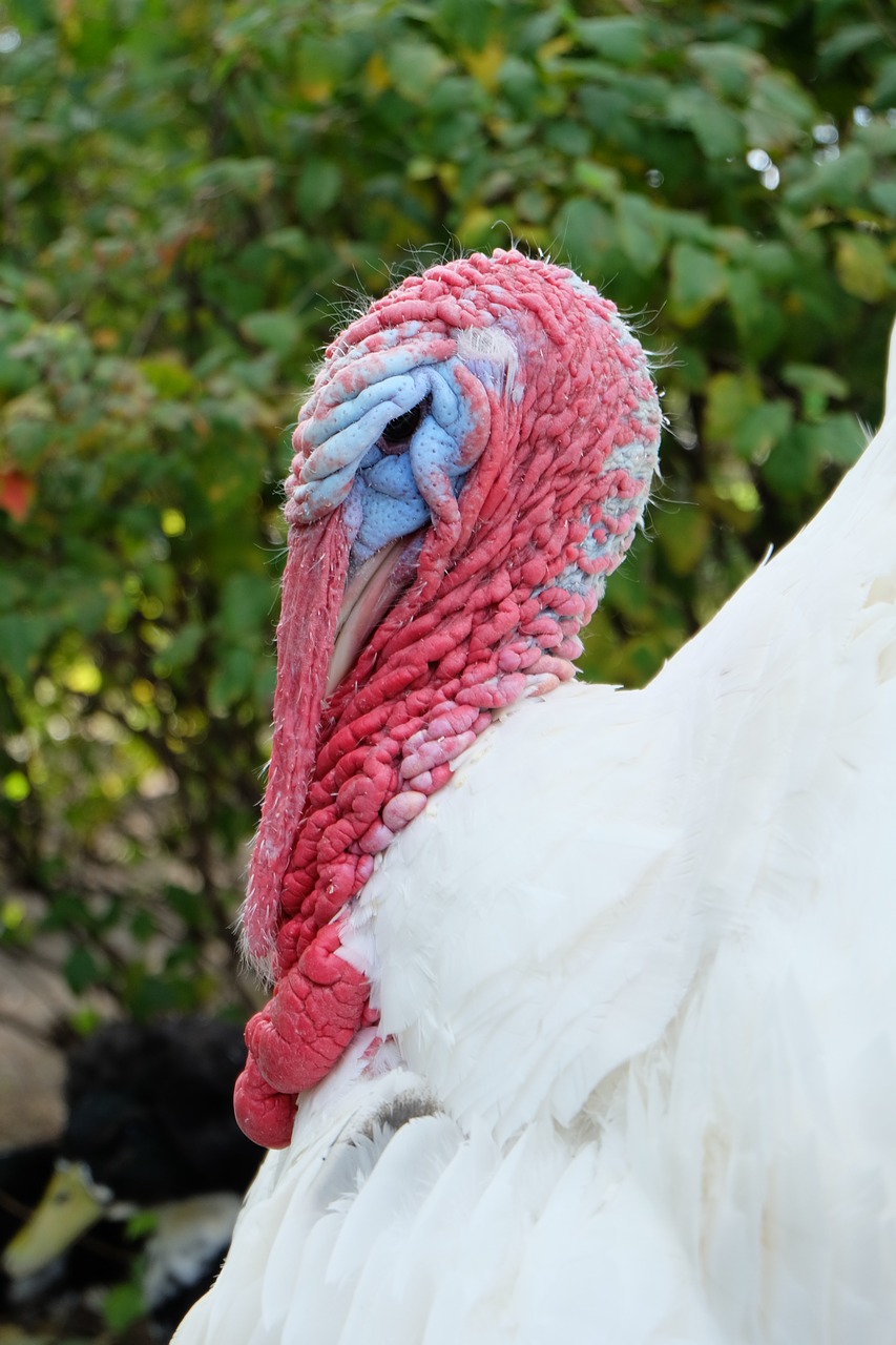 turkey bird poultry free photo