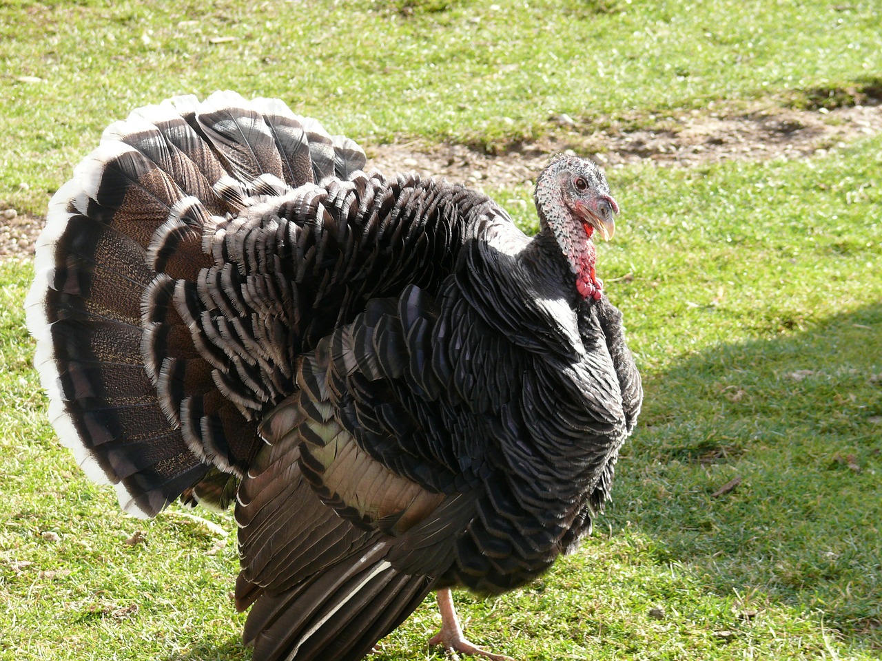 turkey hungary nature free photo