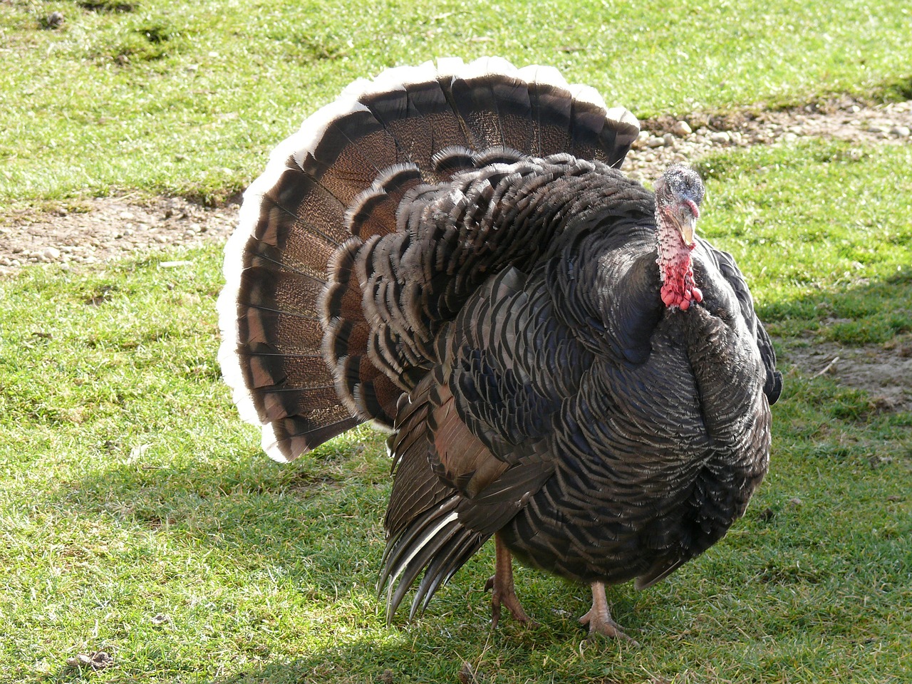 turkey hungary nature free photo