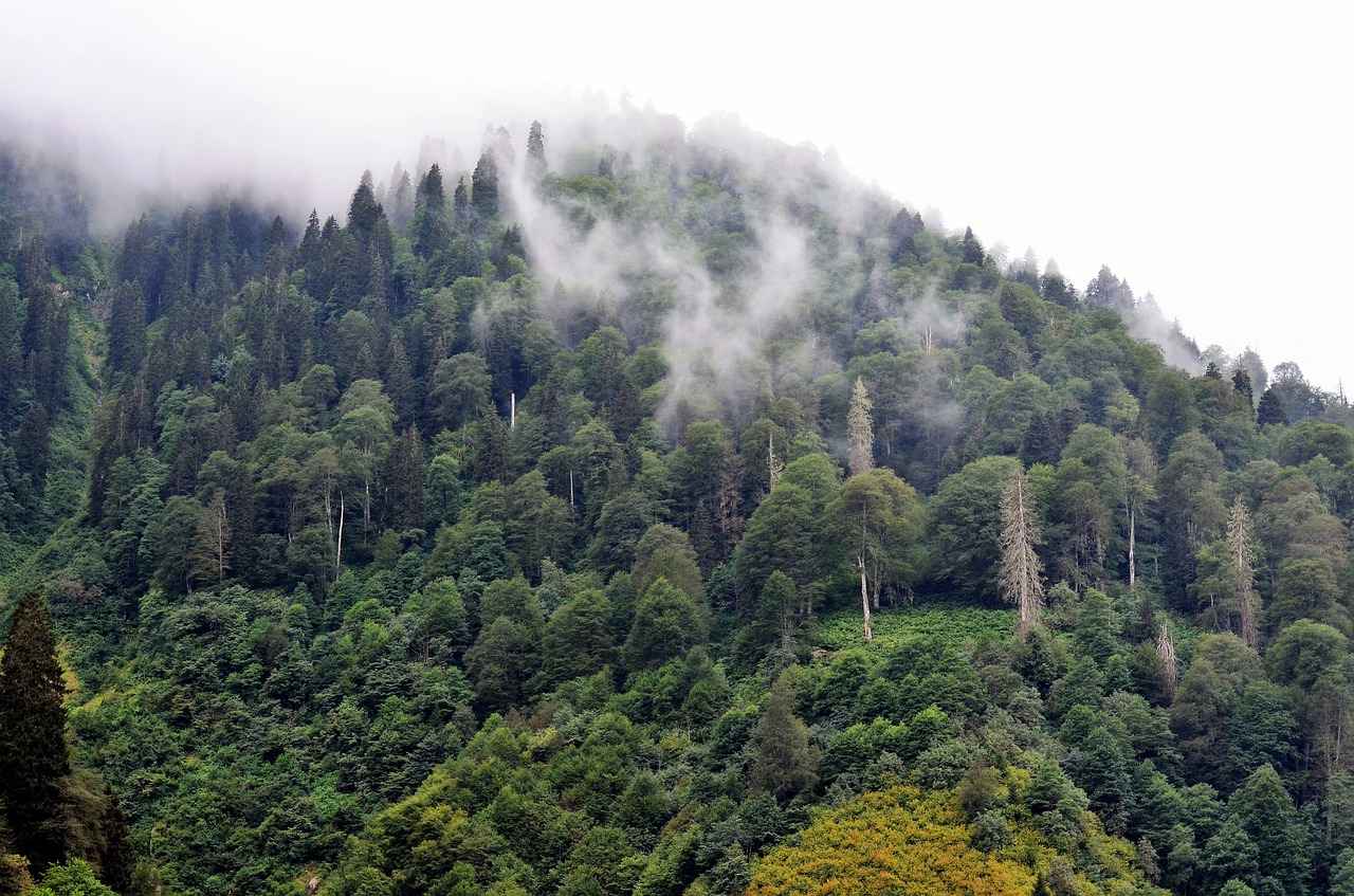 turkey eastern black sea rize free photo