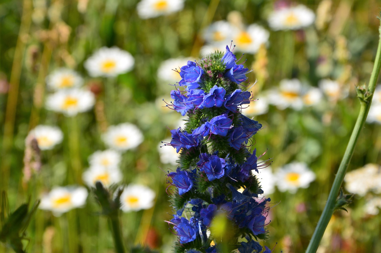 turkey ispir flower free photo