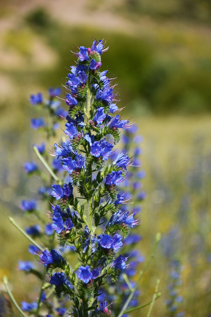 turkey ispir flower free photo