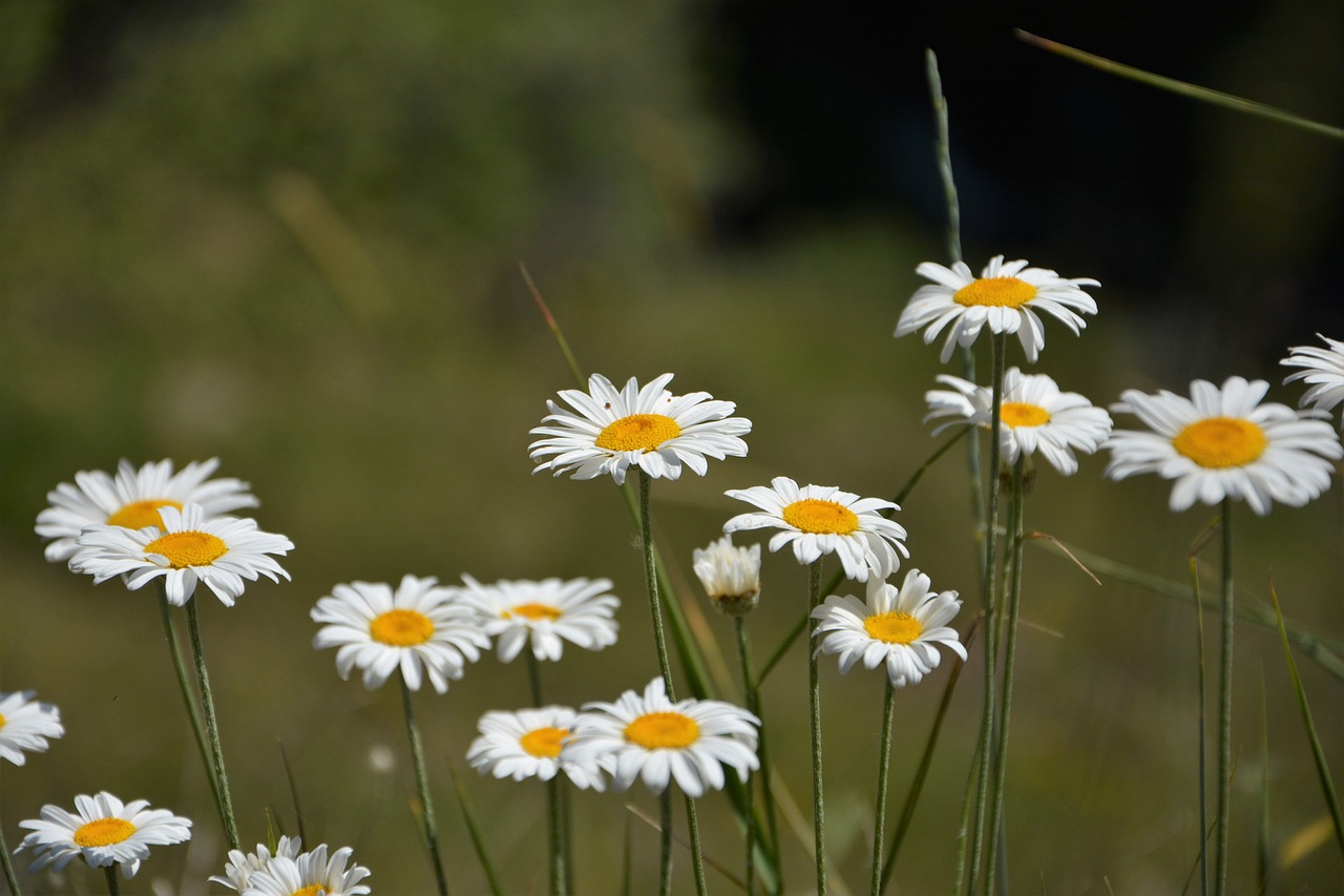 turkey ispir flower free photo