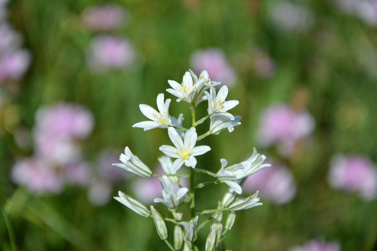 turkey ispir flower free photo