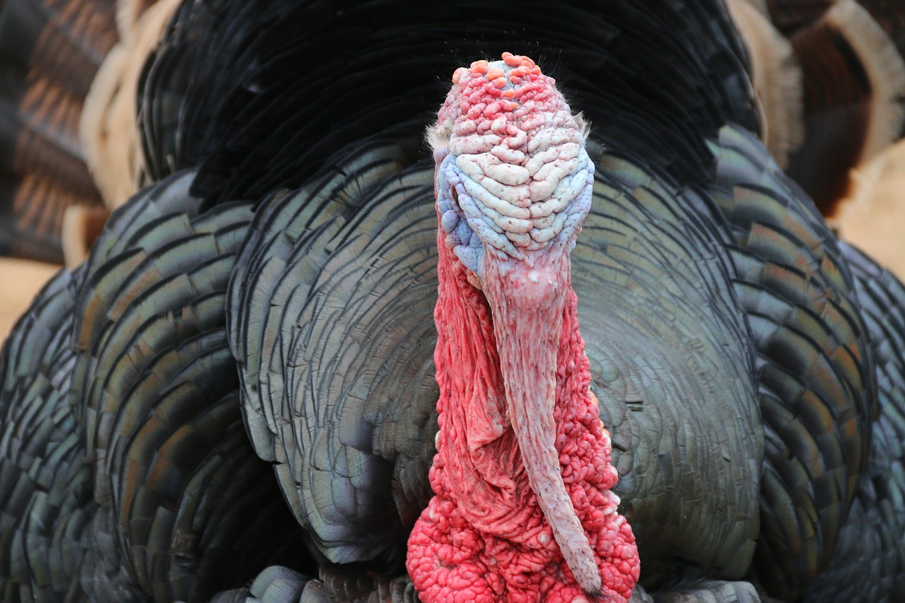 turkey animal nature free photo