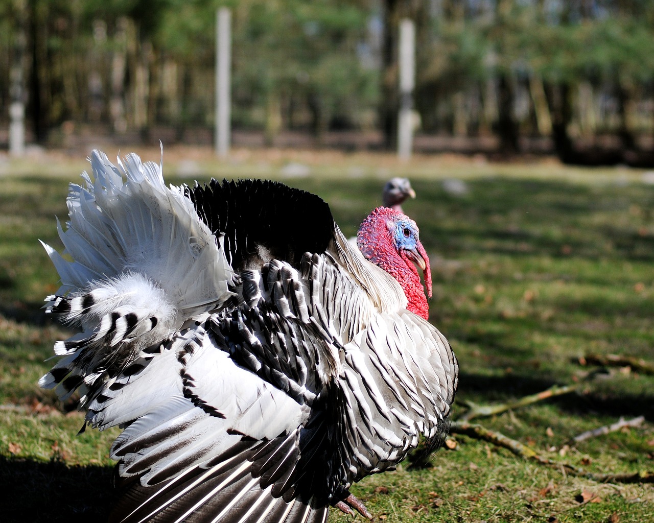 turkey animal wild free photo