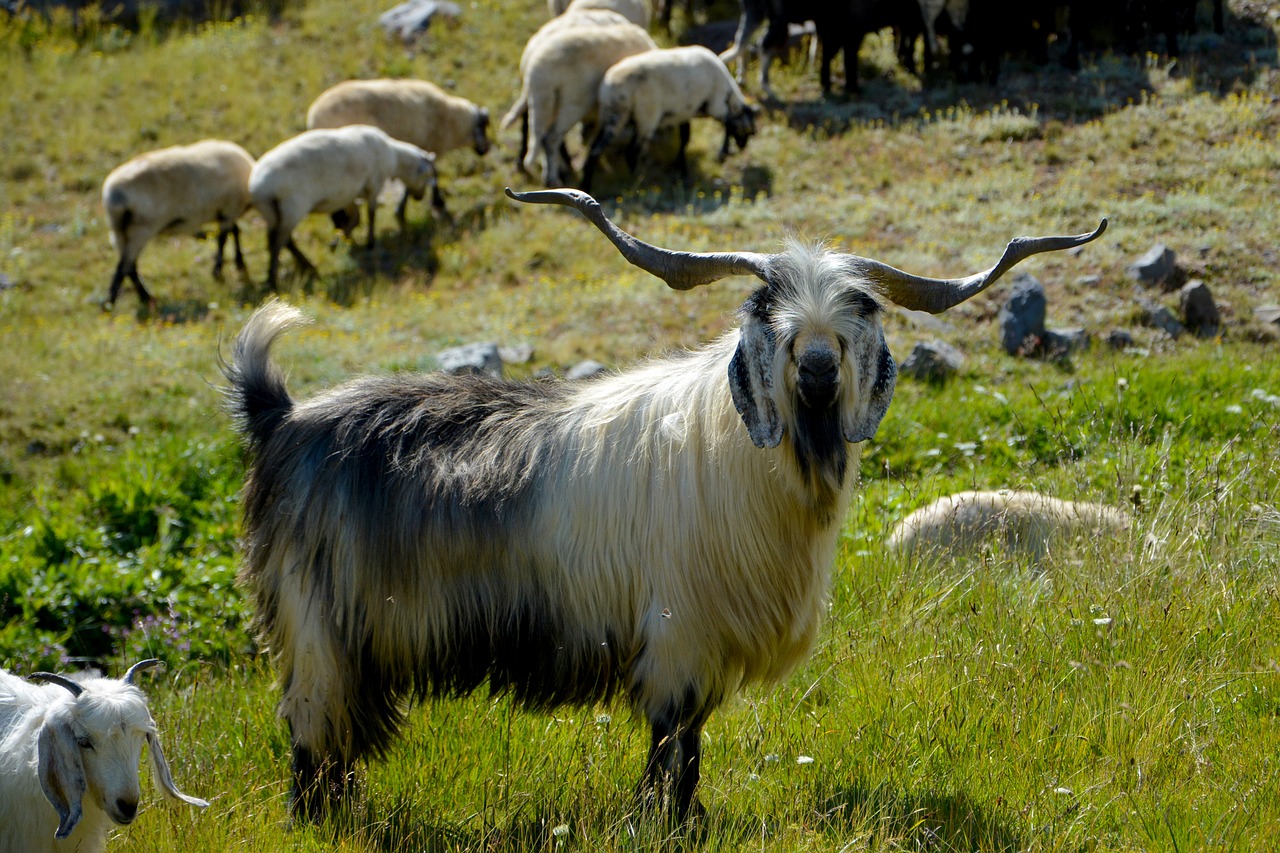 turkey nature landscape free photo