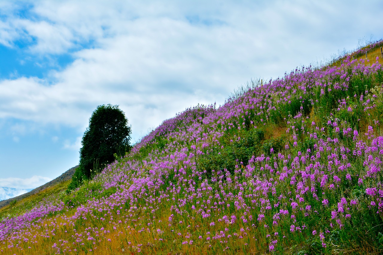 turkey nature landscape free photo