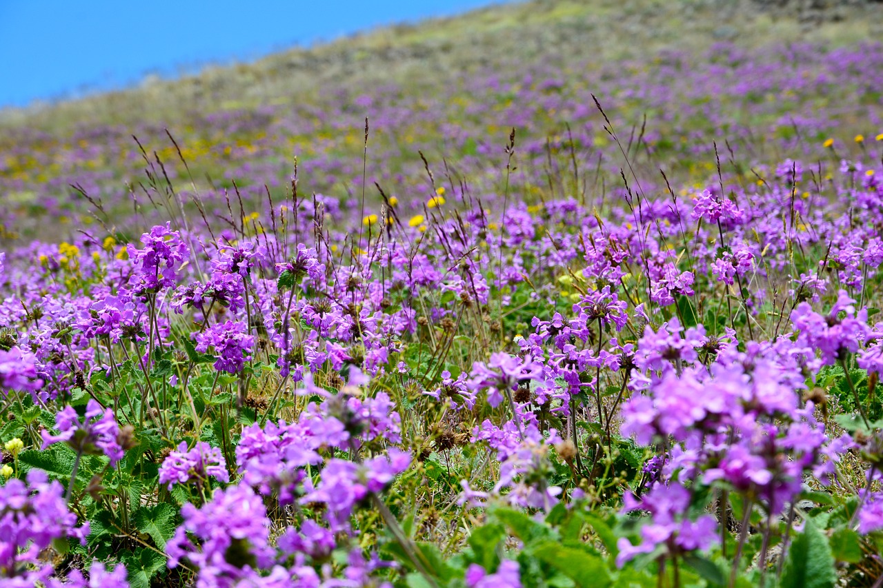 turkey nature landscape free photo