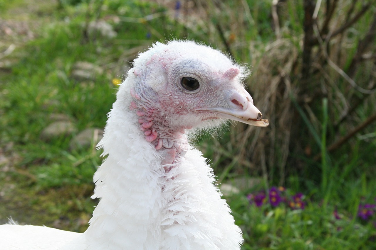 turkey hen white free photo