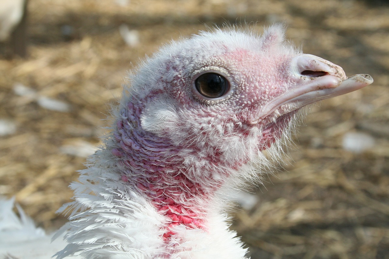 turkey hen white free photo